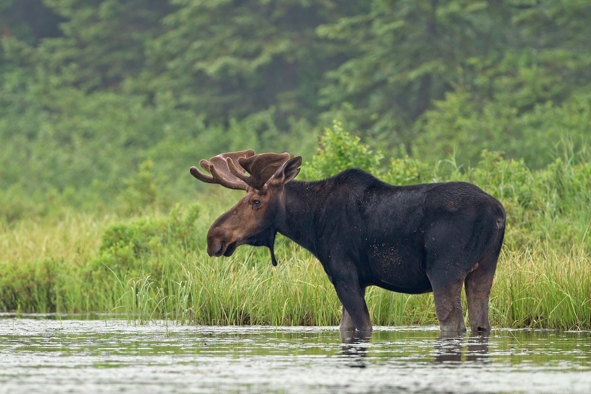 Jim Cumming – Bull Moose Algonquin Park I – Art Print on Paper or Canvas