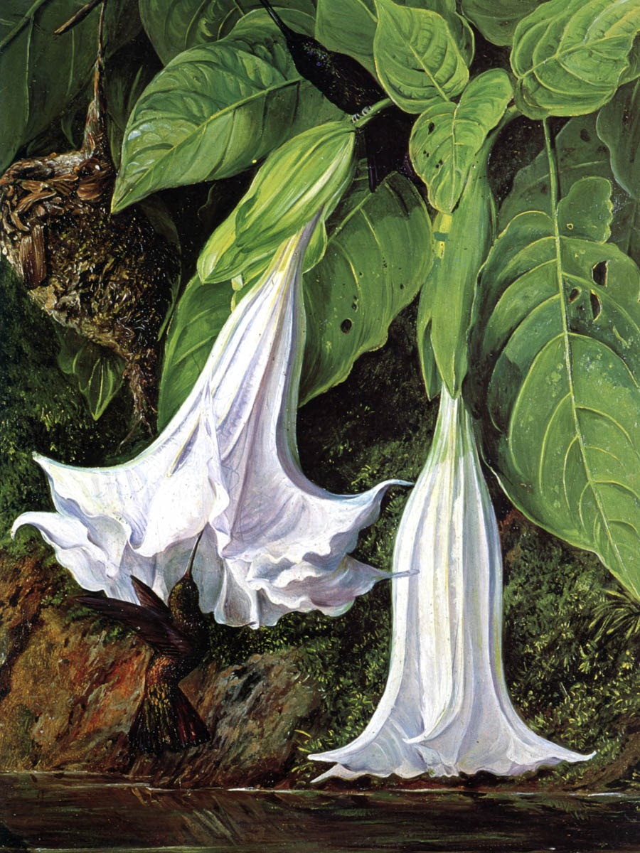 Marianne North – Angel’s Trumpets and Humming Birds, Brazil – Paper or Canvas