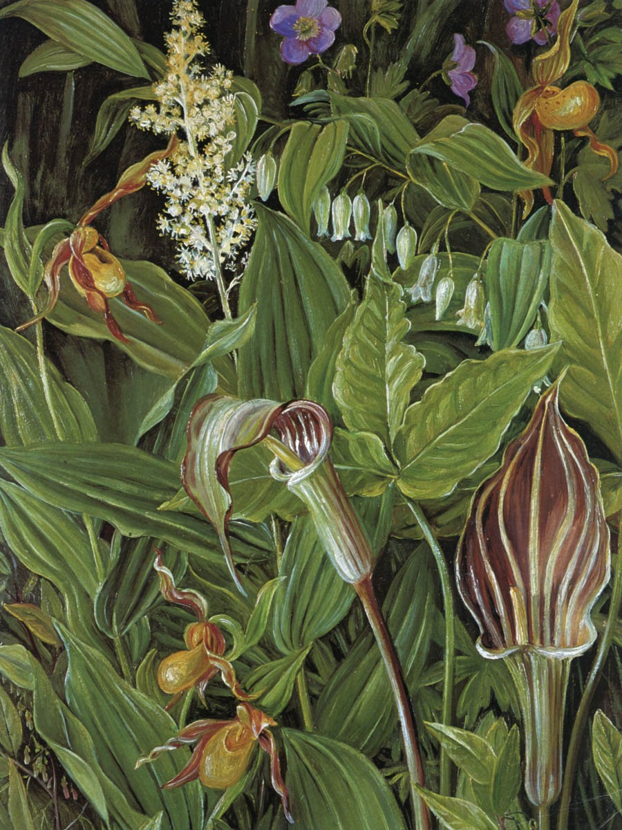 Marianne North – Jack-In-The-Pulpit and Lady’s Slipper Orchid, New York – Print