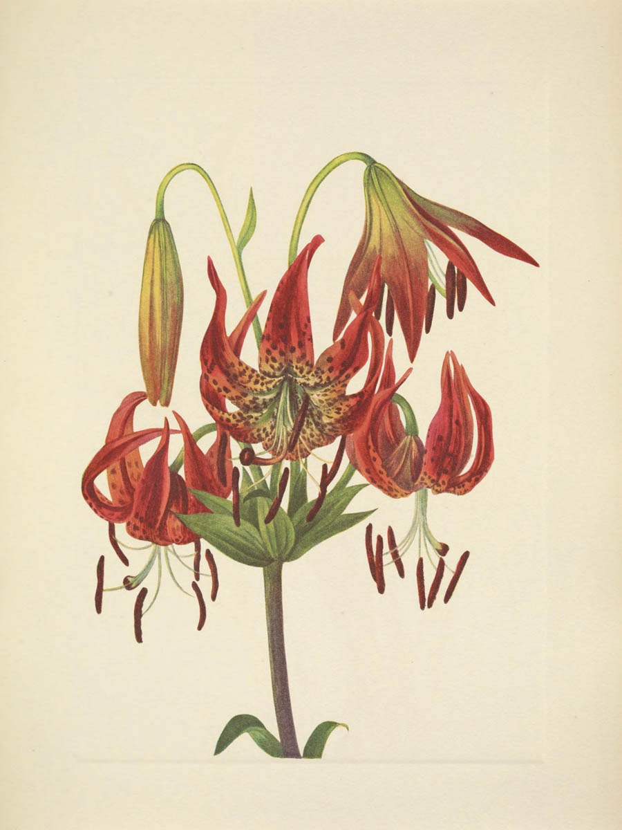 Mary Walcott – North American Wild Flowers – Turkscap Lily – Paper or Canvas
