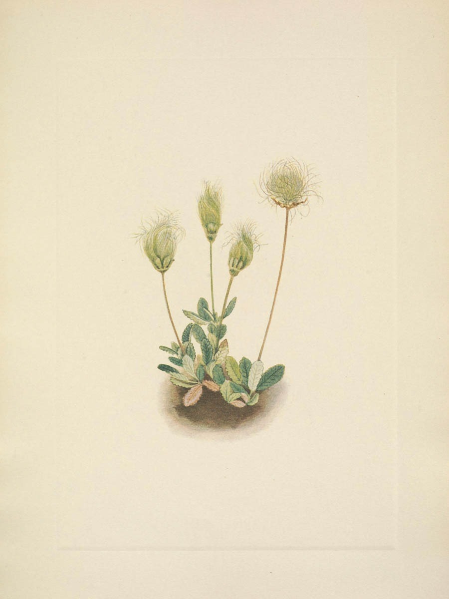 Mary Walcott – North American Wild Flowers – White Dryad Fruit – Paper or Canvas