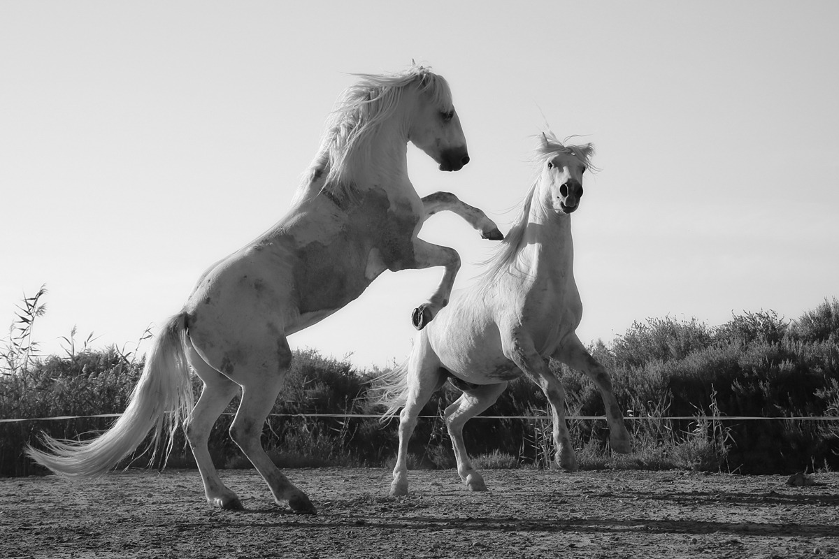 The Yellowstone Collection – Horse Dance – Art Print on Paper or Canvas