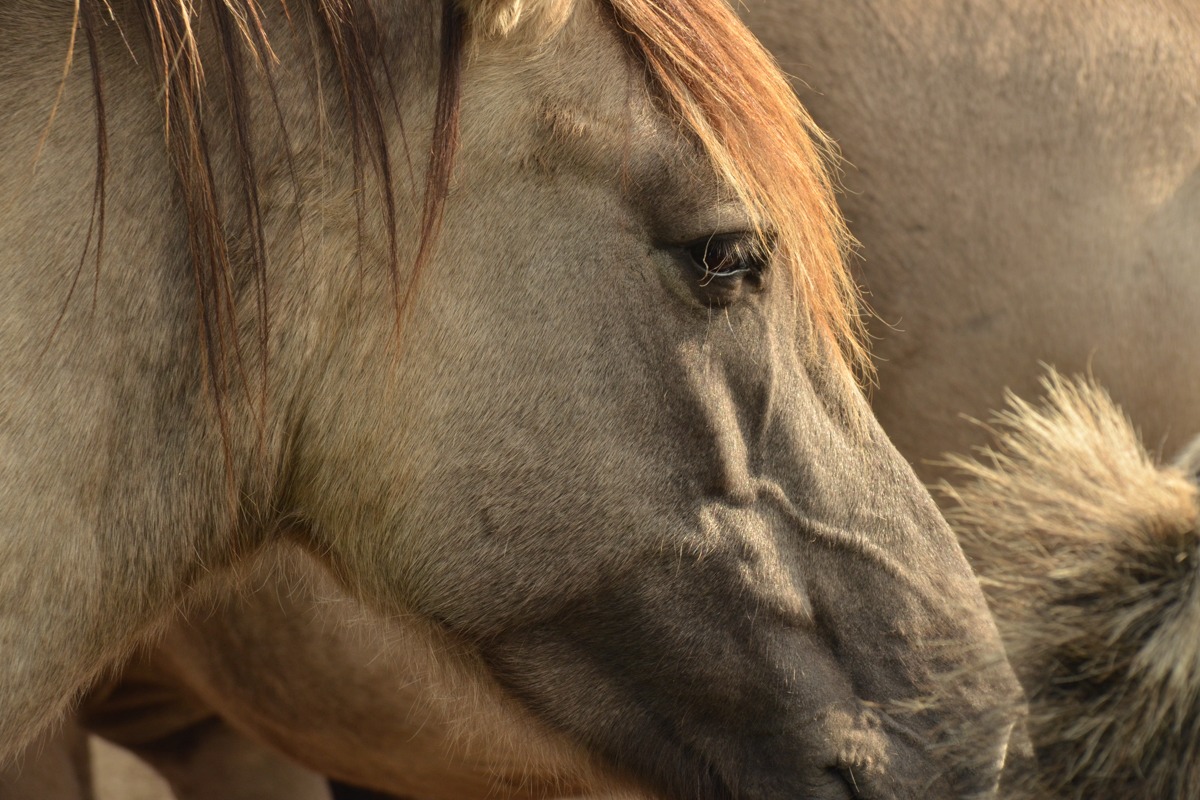 The Yellowstone Collection – Horse Grain – Art Print on Paper or Canvas