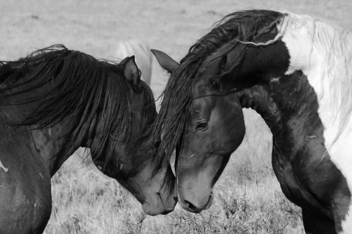 The Yellowstone Collection – Horse Kiss – Art Print on Paper or Canvas