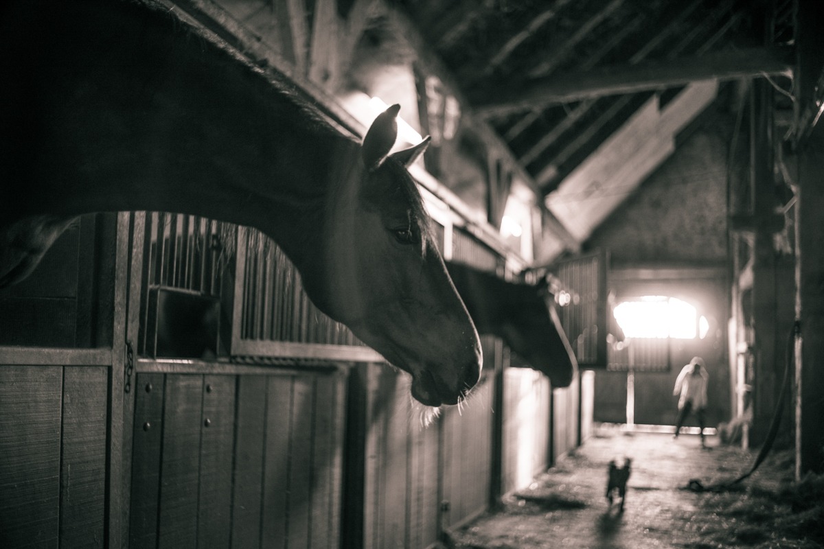 The Yellowstone Collection – Stable Gossip – Art Print on Paper or Canvas