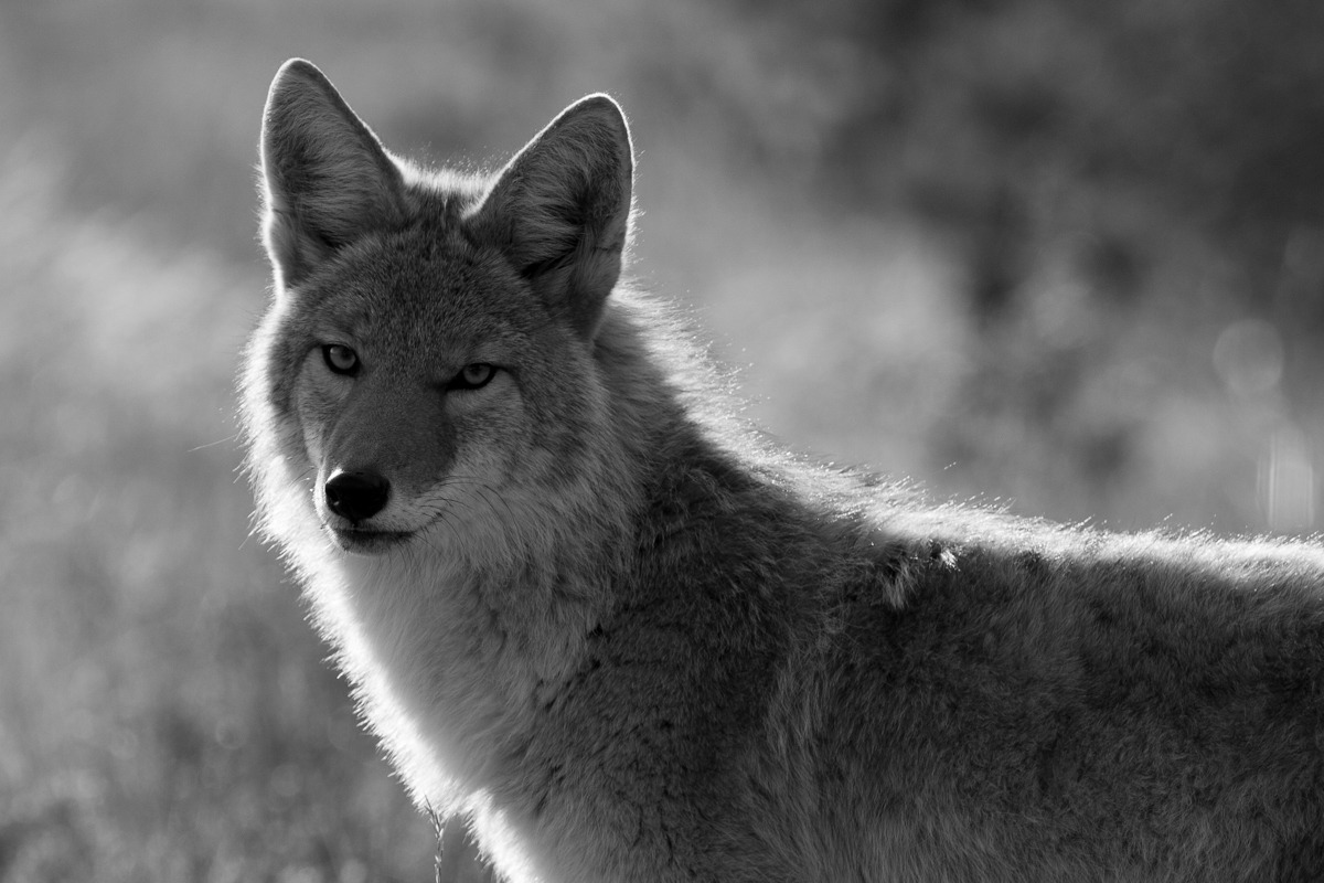 Collection – Coyote, Upper Geyser Basin, Yellowstone National Park – Art Print
