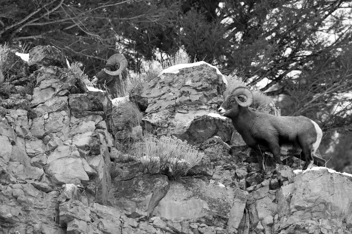 Peaco – Two Bighorn Sheep Rams Above Soda Butte Creek, Yellowstone National Park
