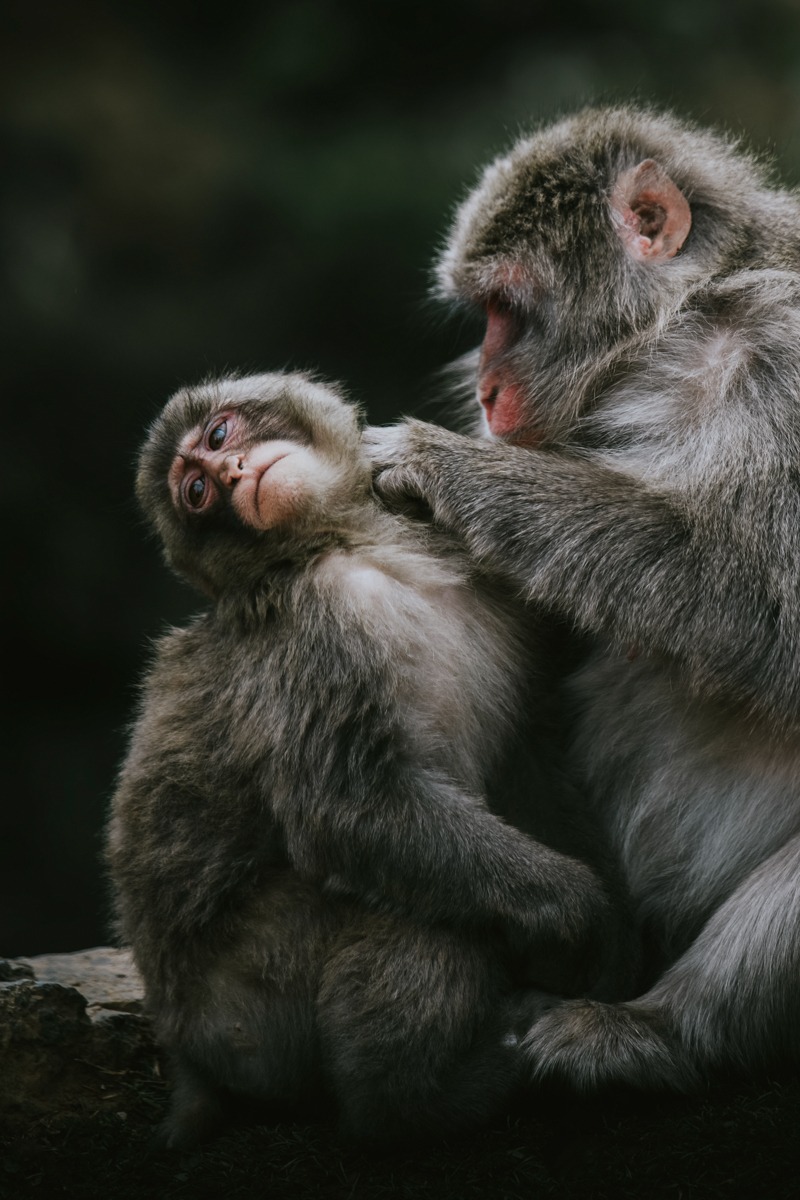 Artographie - Chinese Mountain Monkeys - Art Print on Paper or Canvas