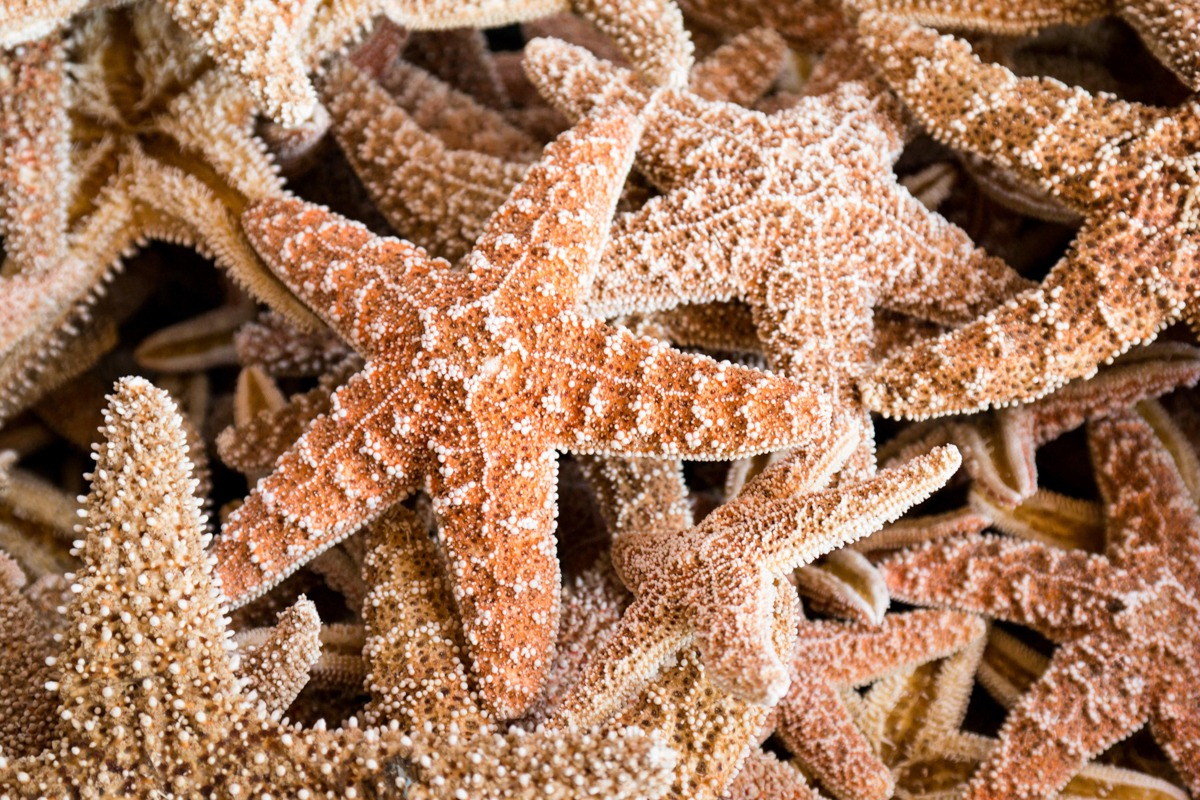 Artographie – Starfish – Art Print on Paper or Canvas