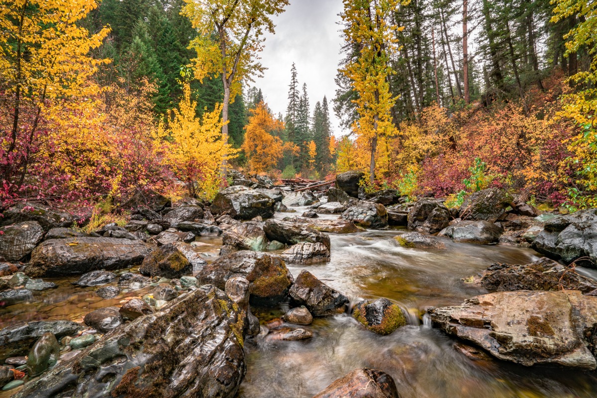 Artographie – Flathead National Forest in Montana – Art Print on Paper or Canvas