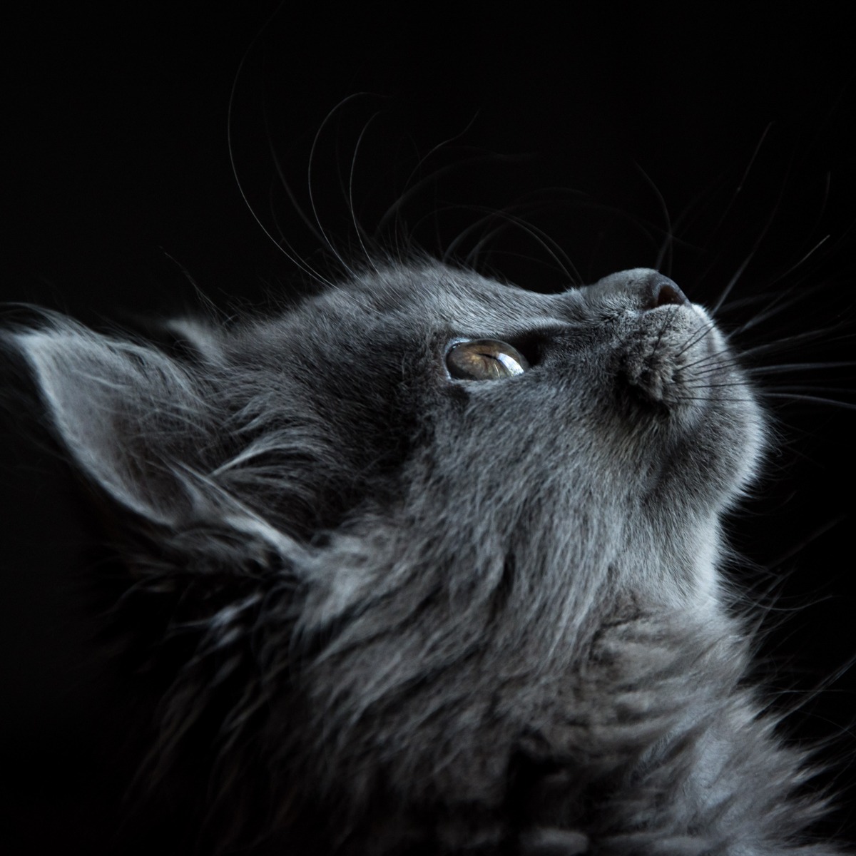 Artographie – Looking Up – Art Print on Paper or Canvas