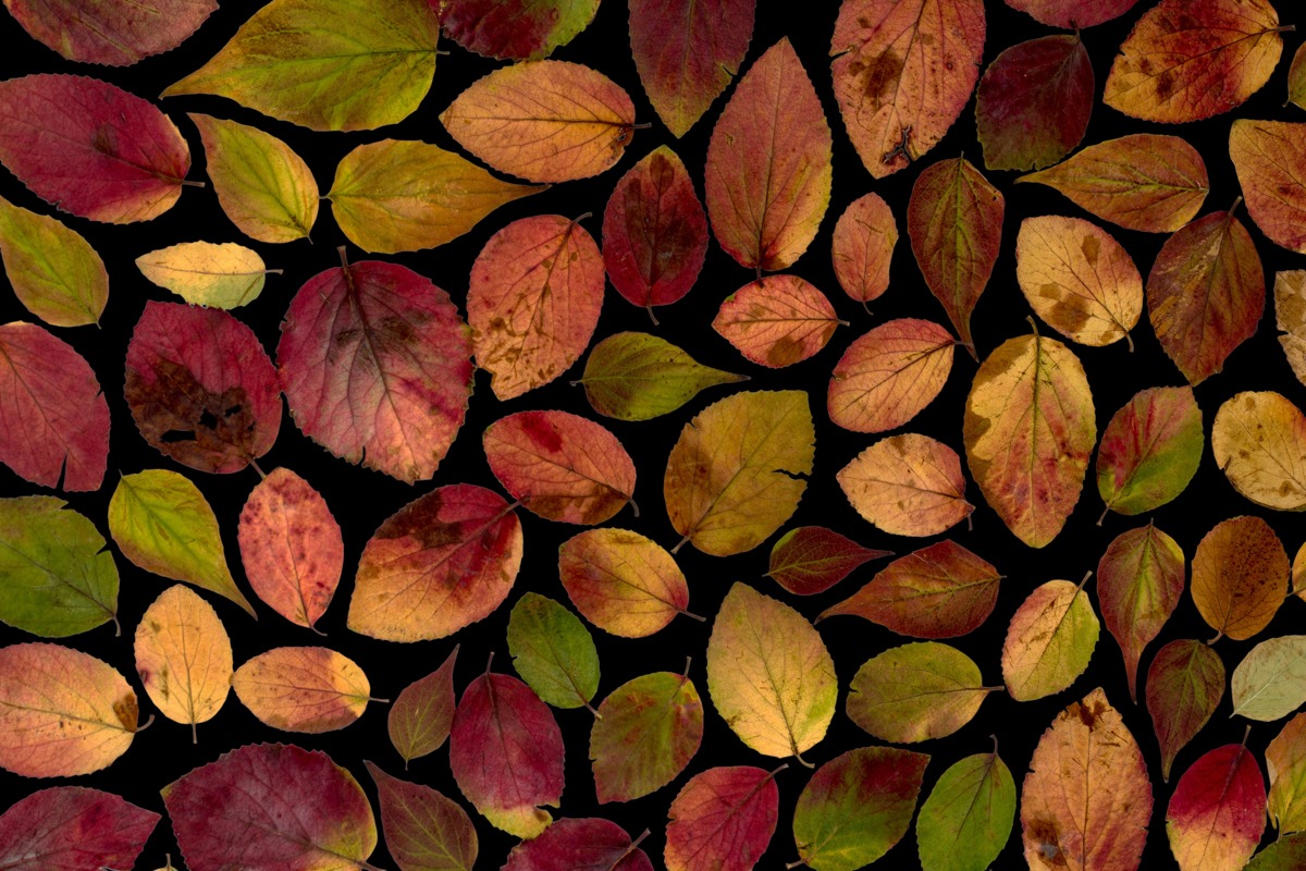 Artographie – Maple Leaves – Art Print on Paper or Canvas