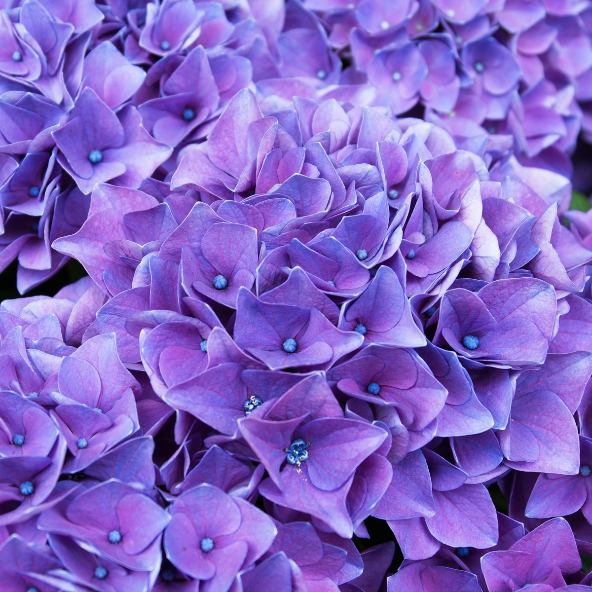 Artographie – Purple Hydrangea – Art Print on Paper or Canvas