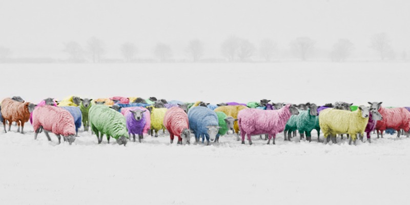 Artographie – Rainbow Sheep – Art Print on Paper or Canvas