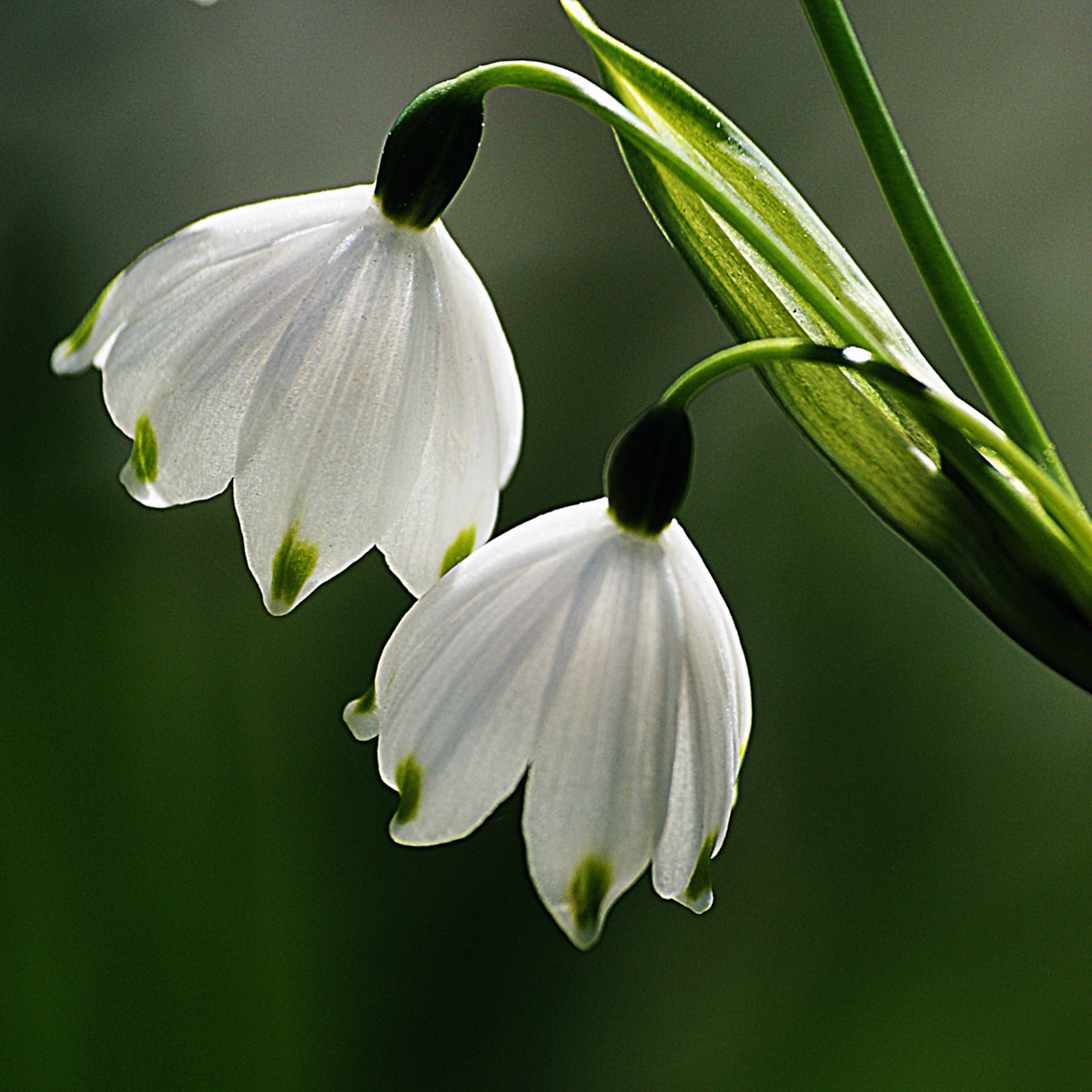 Artographie – Snowdrops – Art Print on Paper or Canvas