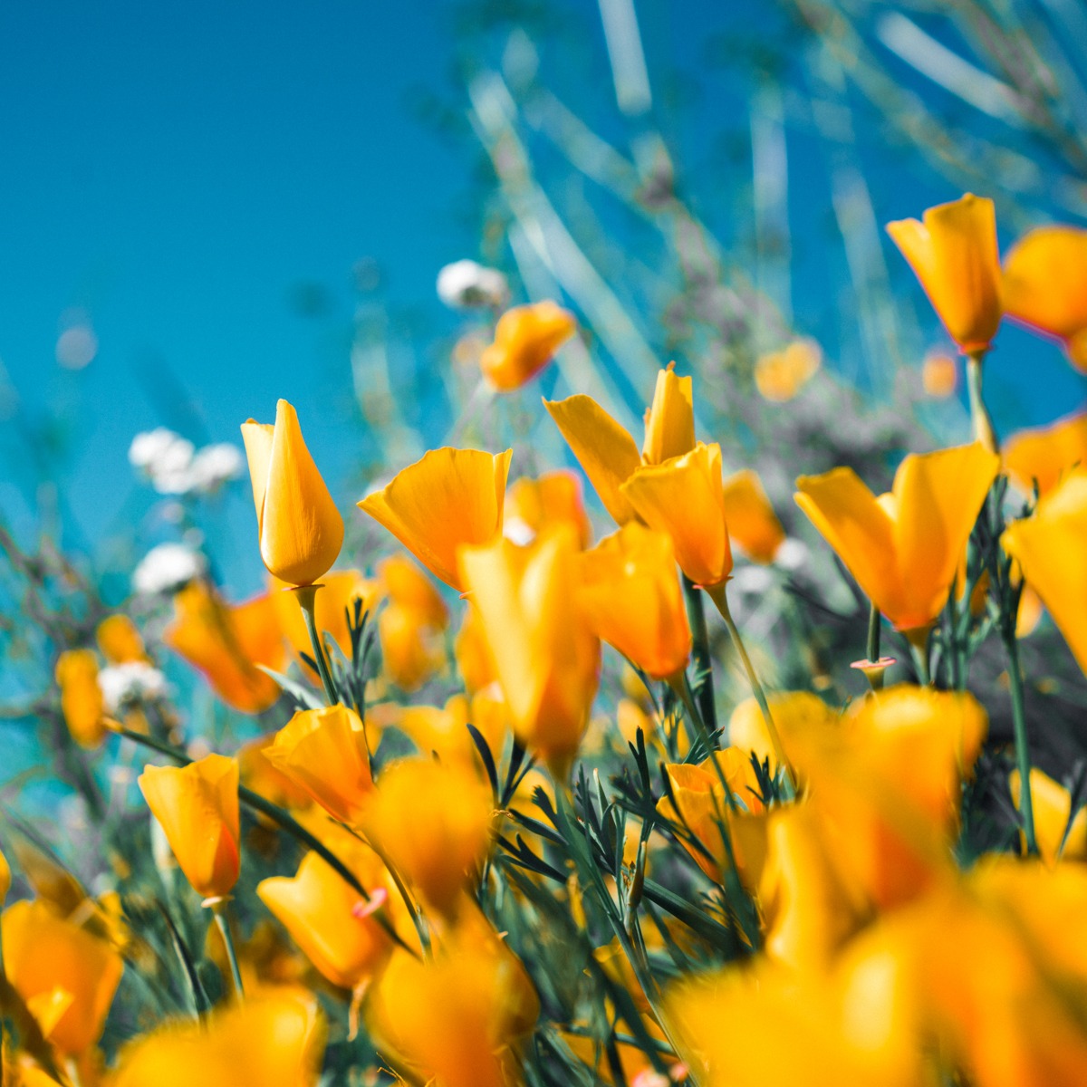 Artographie – Yellow Bloom – Art Print on Paper or Canvas