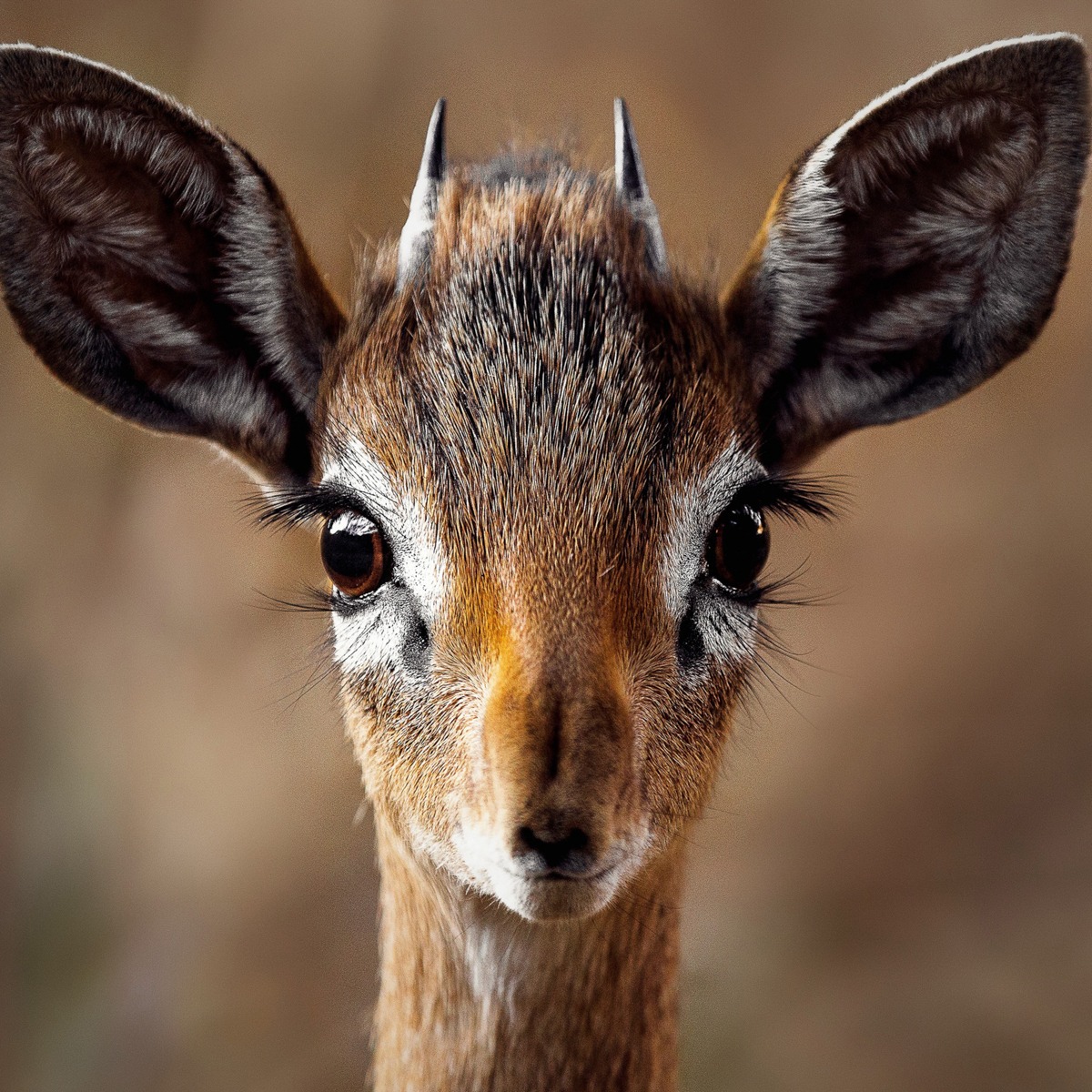 Artographie – Young Antelope – Art Print on Paper or Canvas