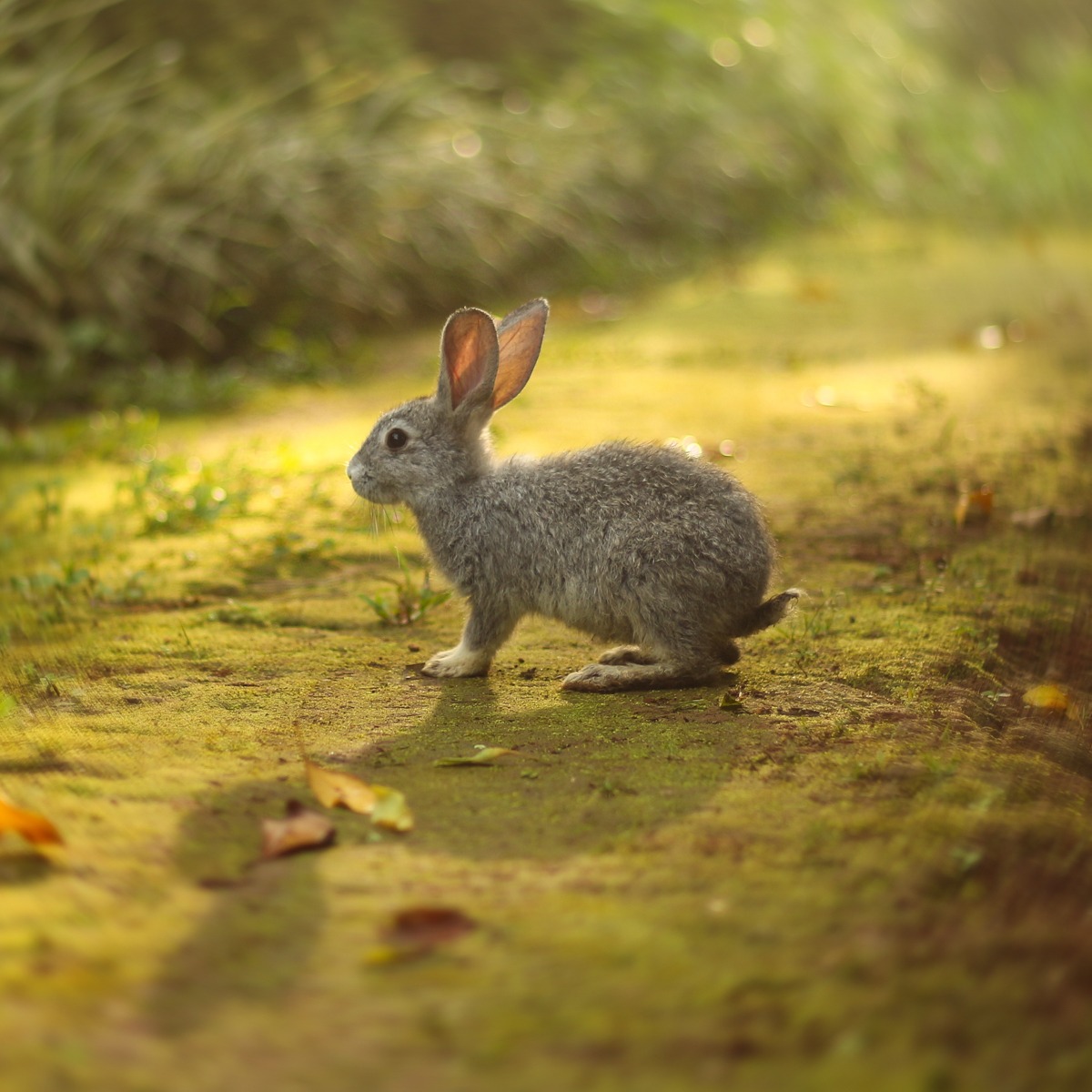 Artographie – Young Hare – Art Print on Paper or Canvas