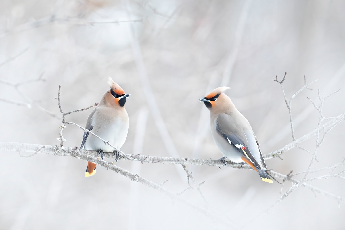 Jim Cumming – Bohemian Waxwings – Art Print on Paper or Canvas
