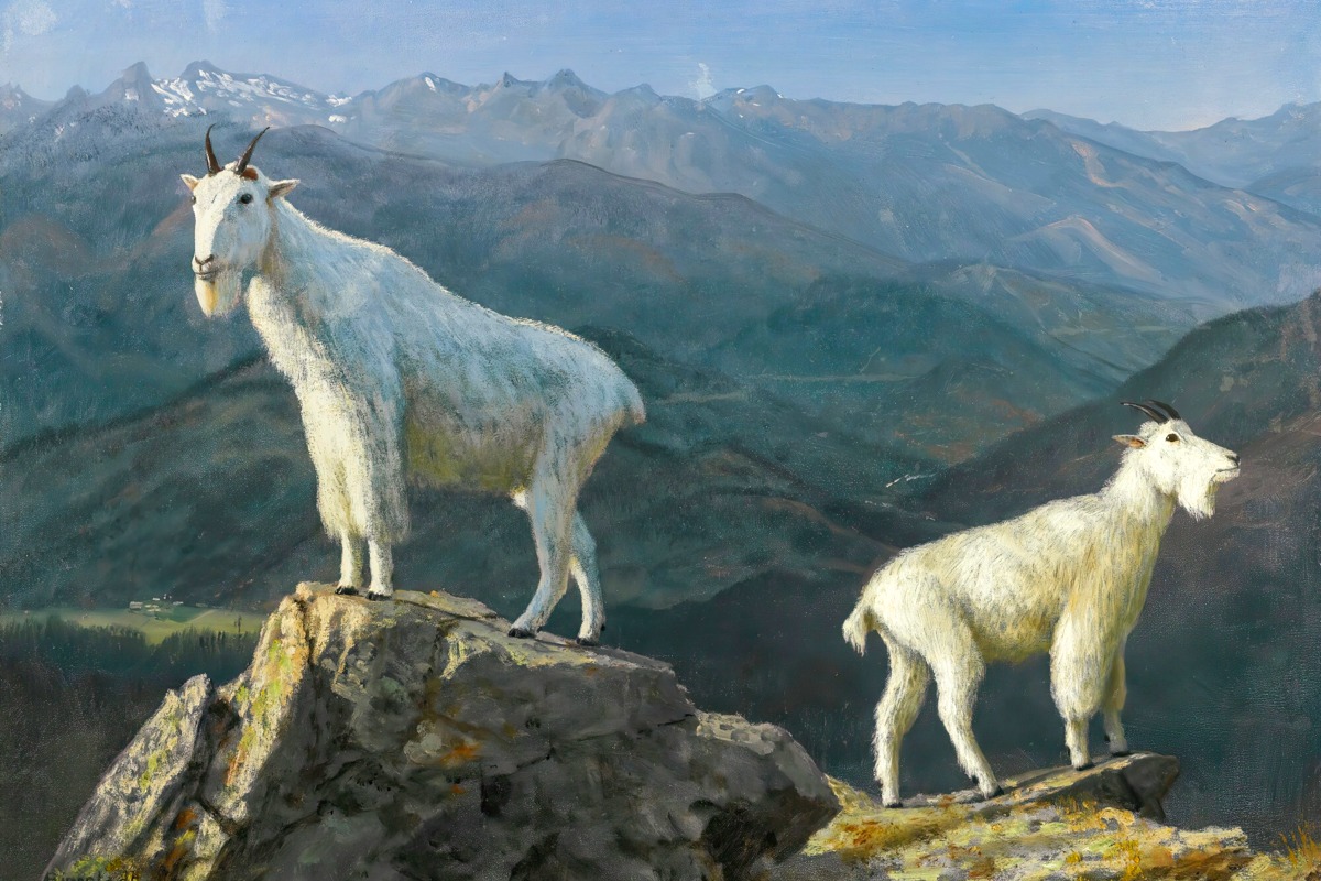 Albert Bierstadt – Mountain Goats – Art Print on Paper or Canvas