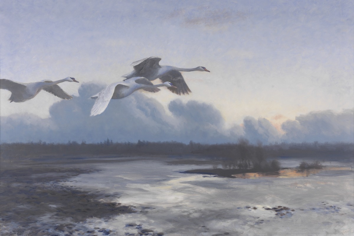 Bruno Liljefors – Mute Swans on Evening Migration In – Paper or Canvas