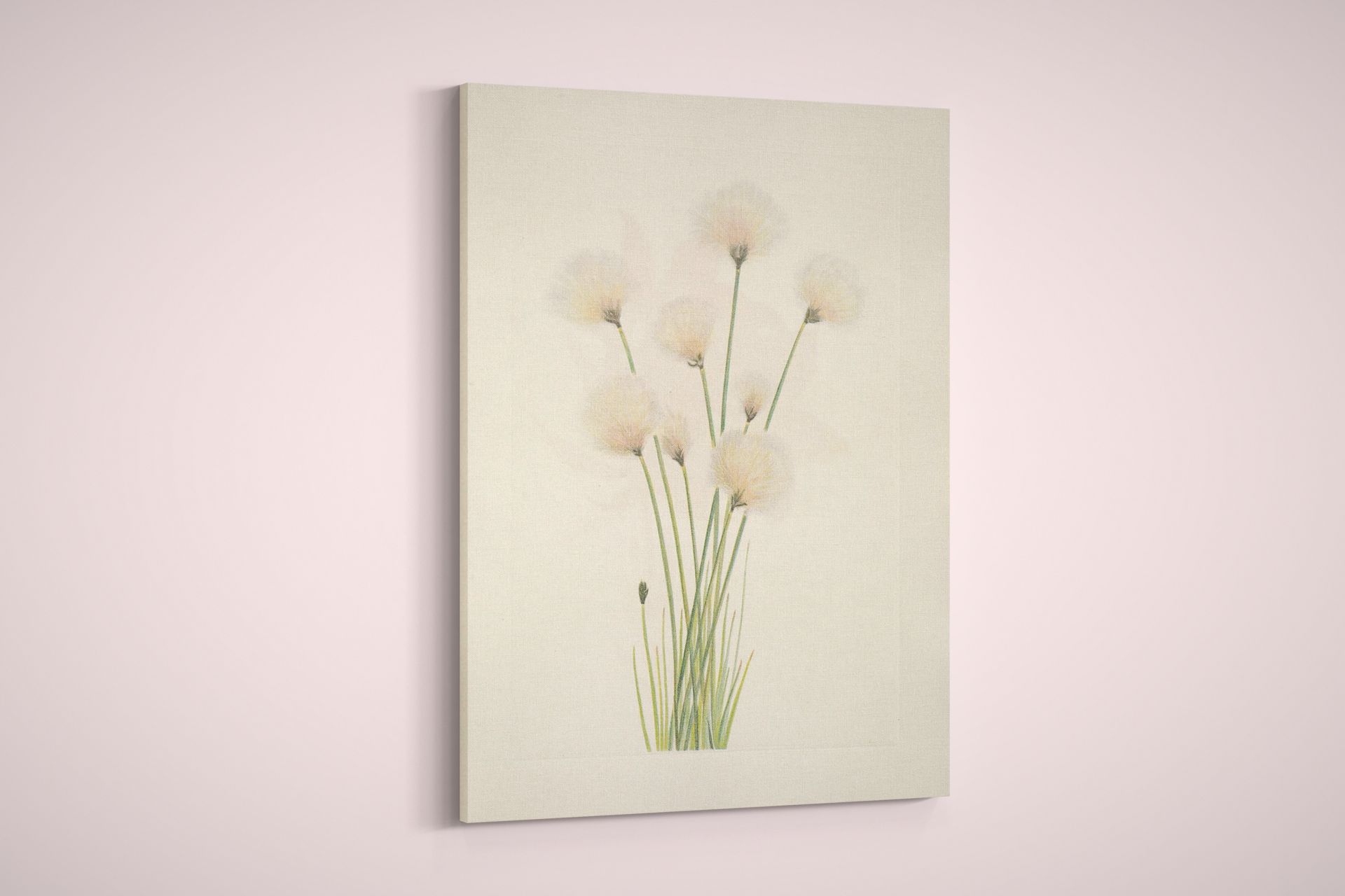Mary Walcott – North American Wild Flowers – Cottongrass – Paper or Canvas