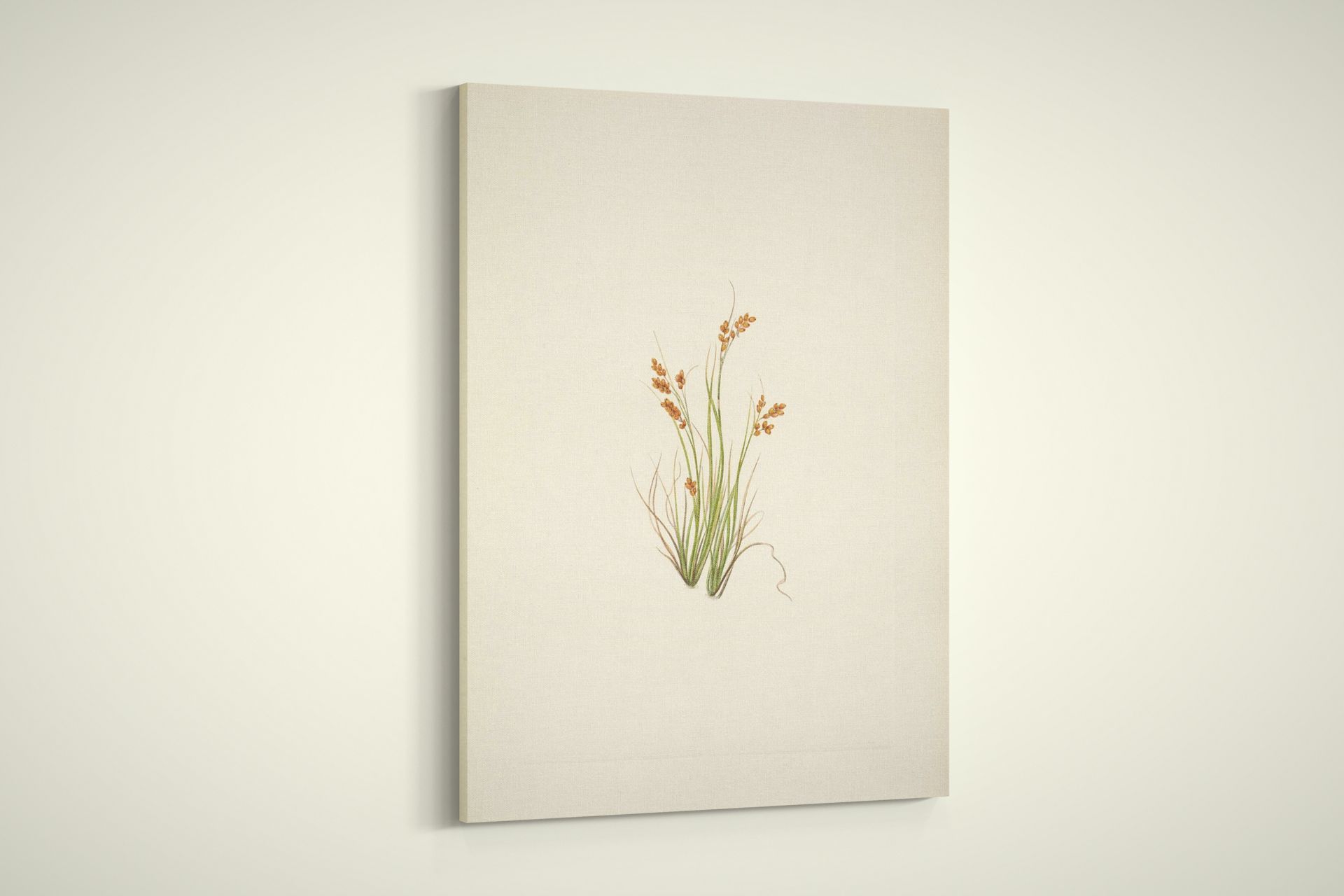 Mary Walcott – North American Wild Flowers – Golden Sedge – Paper or Canvas