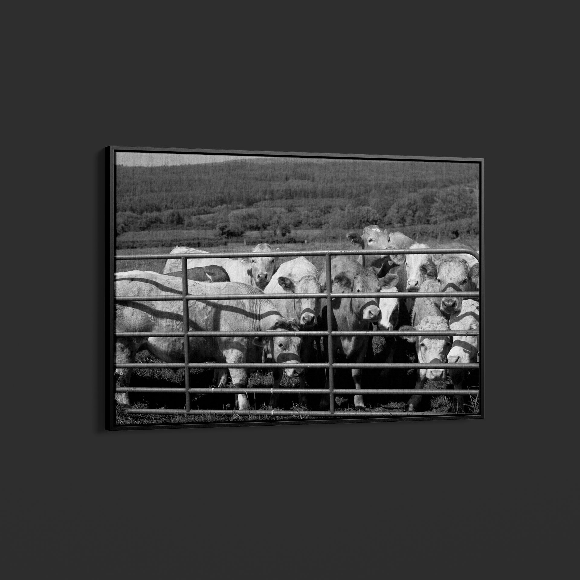 Carol Highsmith – Curious Cattle – Art Print on Paper or Canvas