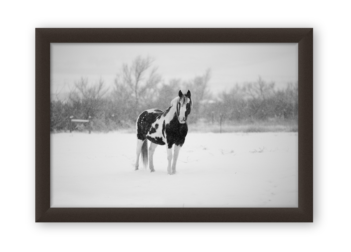 The Yellowstone Collection – Winter Piebald – Art Print on Paper or Canvas